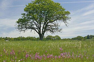 Willamette Valley native white oak and grassland landscape